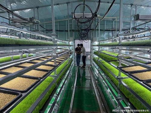 水培牧草 開啟高效、營(yíng)養(yǎng)、健康的畜牧業(yè)優(yōu)質(zhì)飼料新時(shí)代