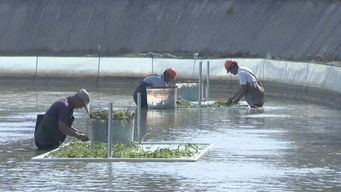 武進(jìn)打造漁業(yè)轉(zhuǎn)型升級(jí)模范區(qū)，以綠色飼料驅(qū)動(dòng)水產(chǎn)養(yǎng)殖高質(zhì)量前行